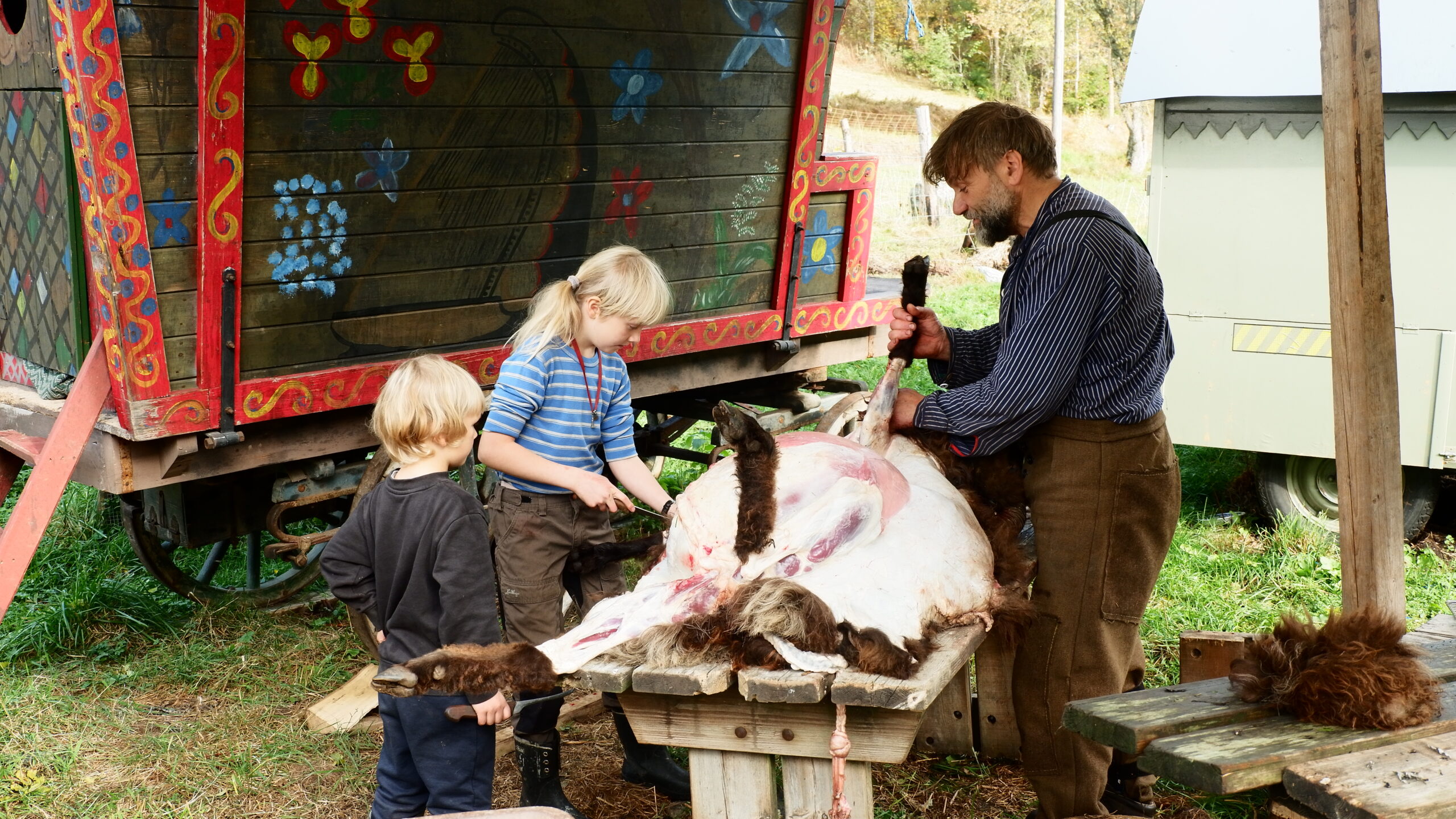 Häuten eines Widders