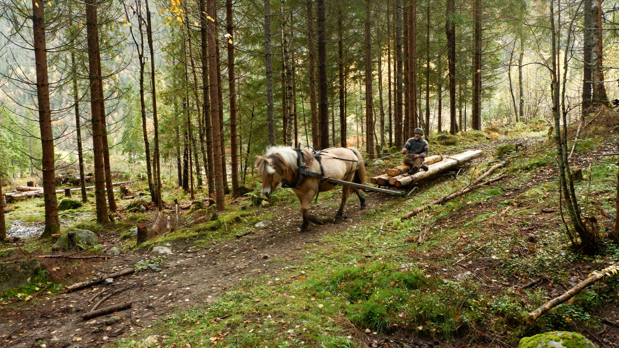 Holz holen mit dem Pferd