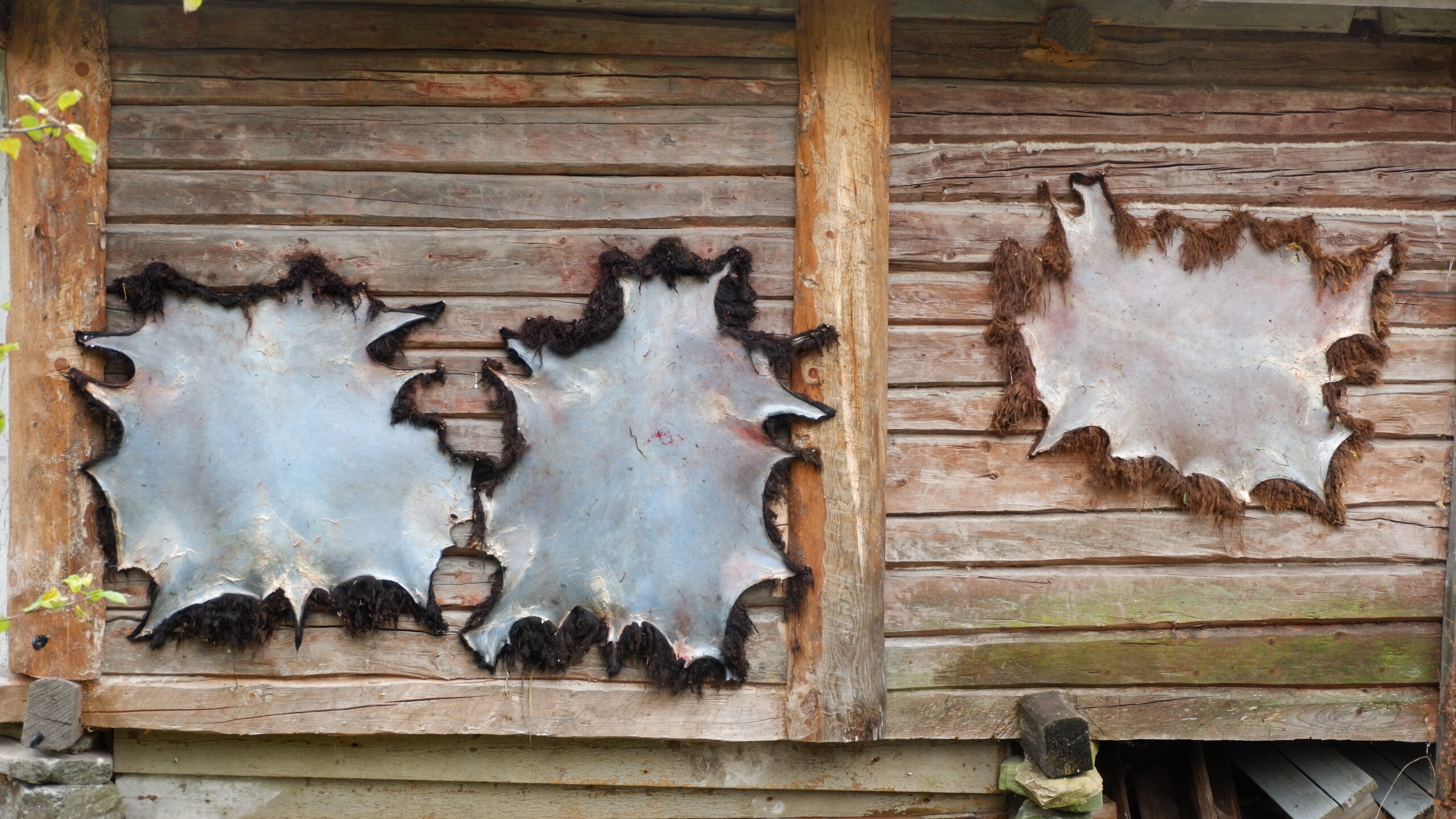 Frische Felle beim Trocknen