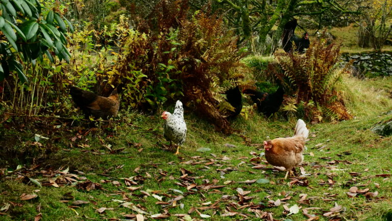 Hühner gibt es viele - Eier leider nur wenige
