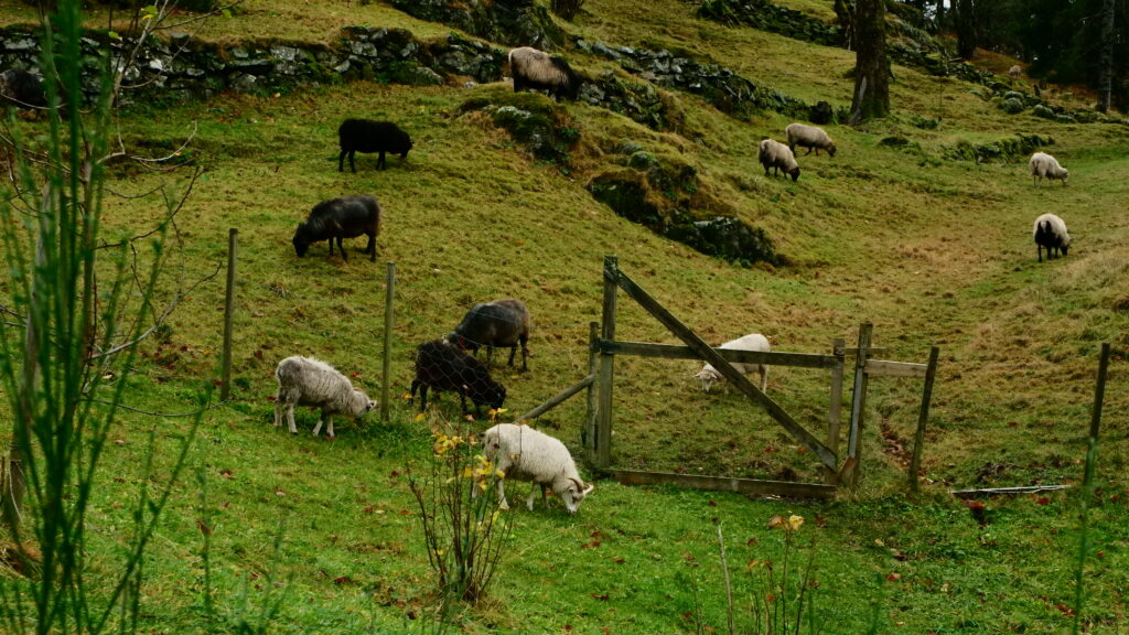 Die quantitativ am besten vertretenen Bewohner Gripen gards