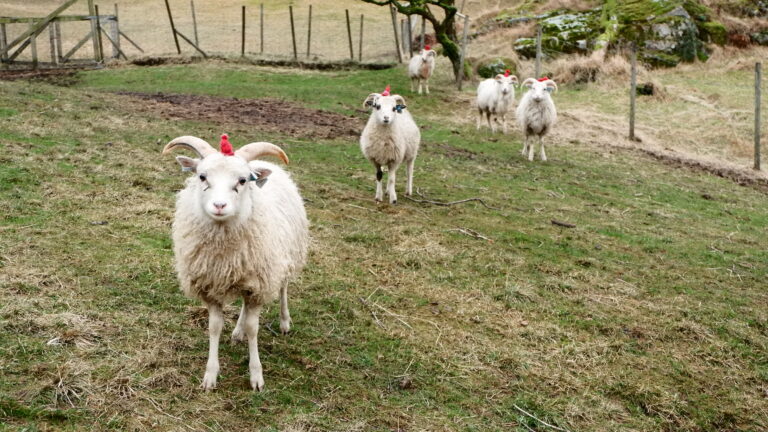 Julesau (sau = norw. Schaf)