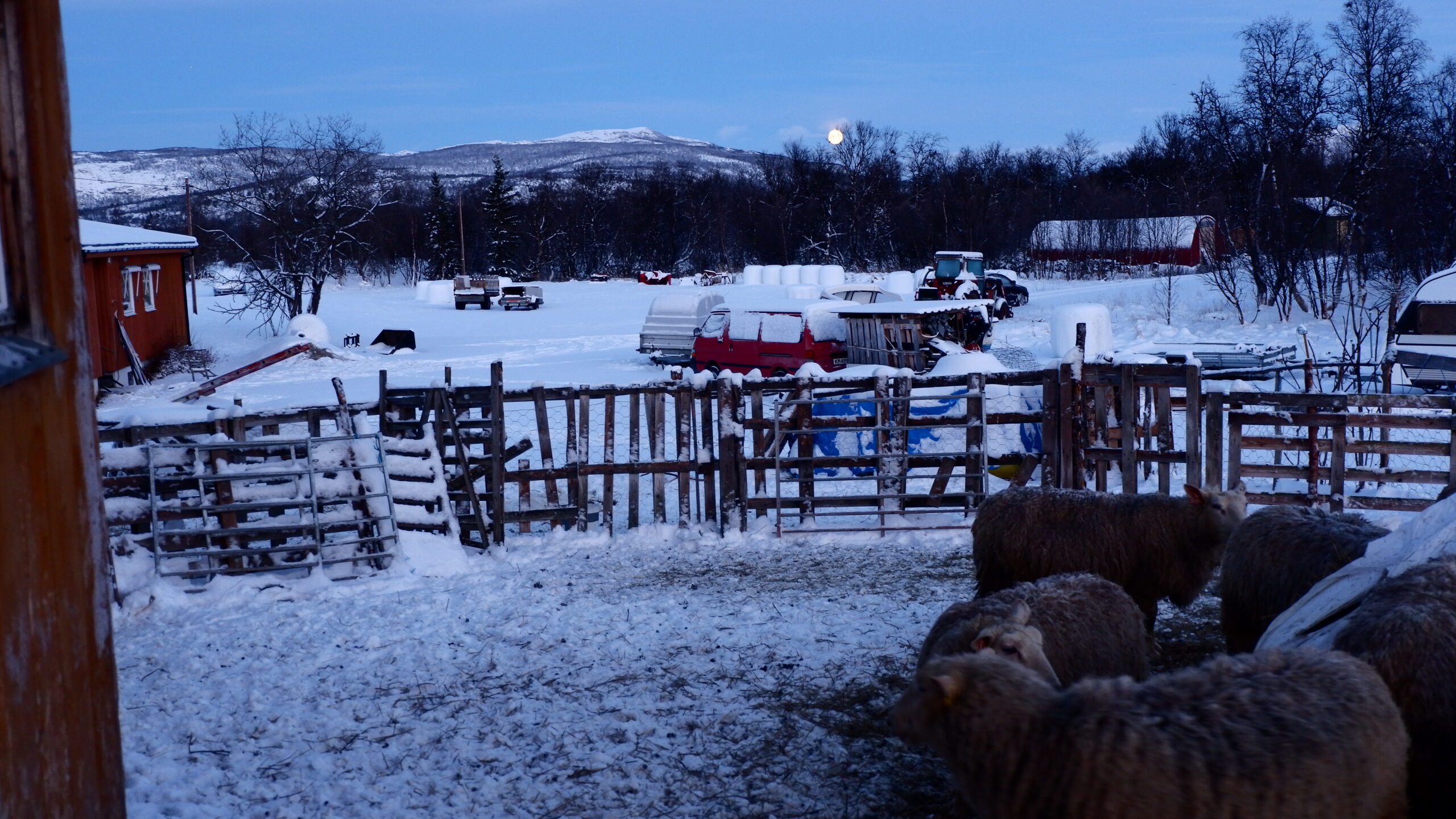 Der Mond und die Schafe