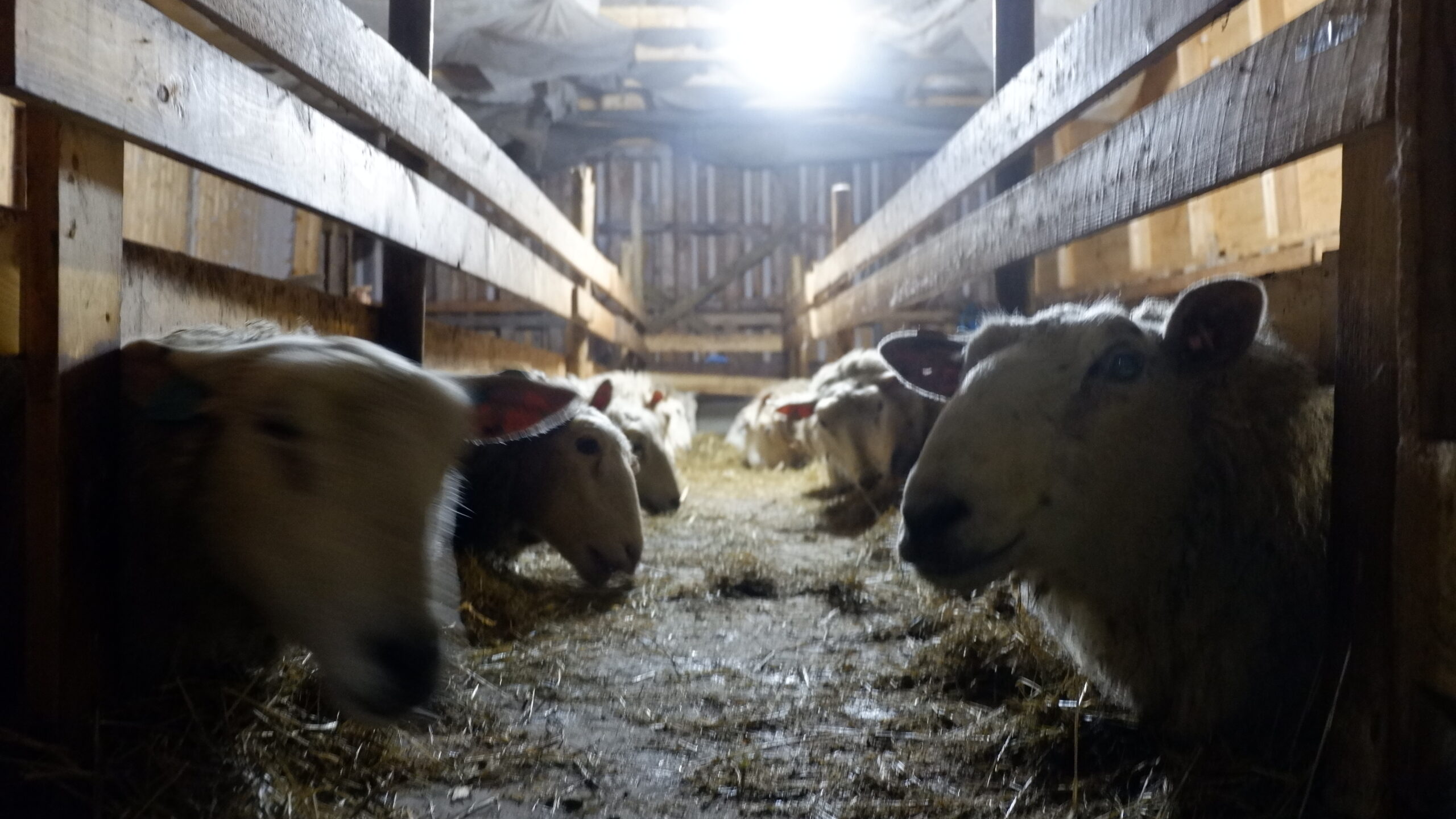 Wo bleibt das "Grain"?